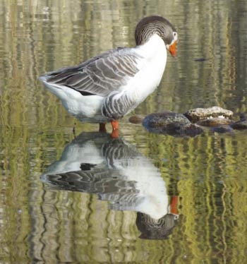 Gans - Brandvijver Oldenzaal